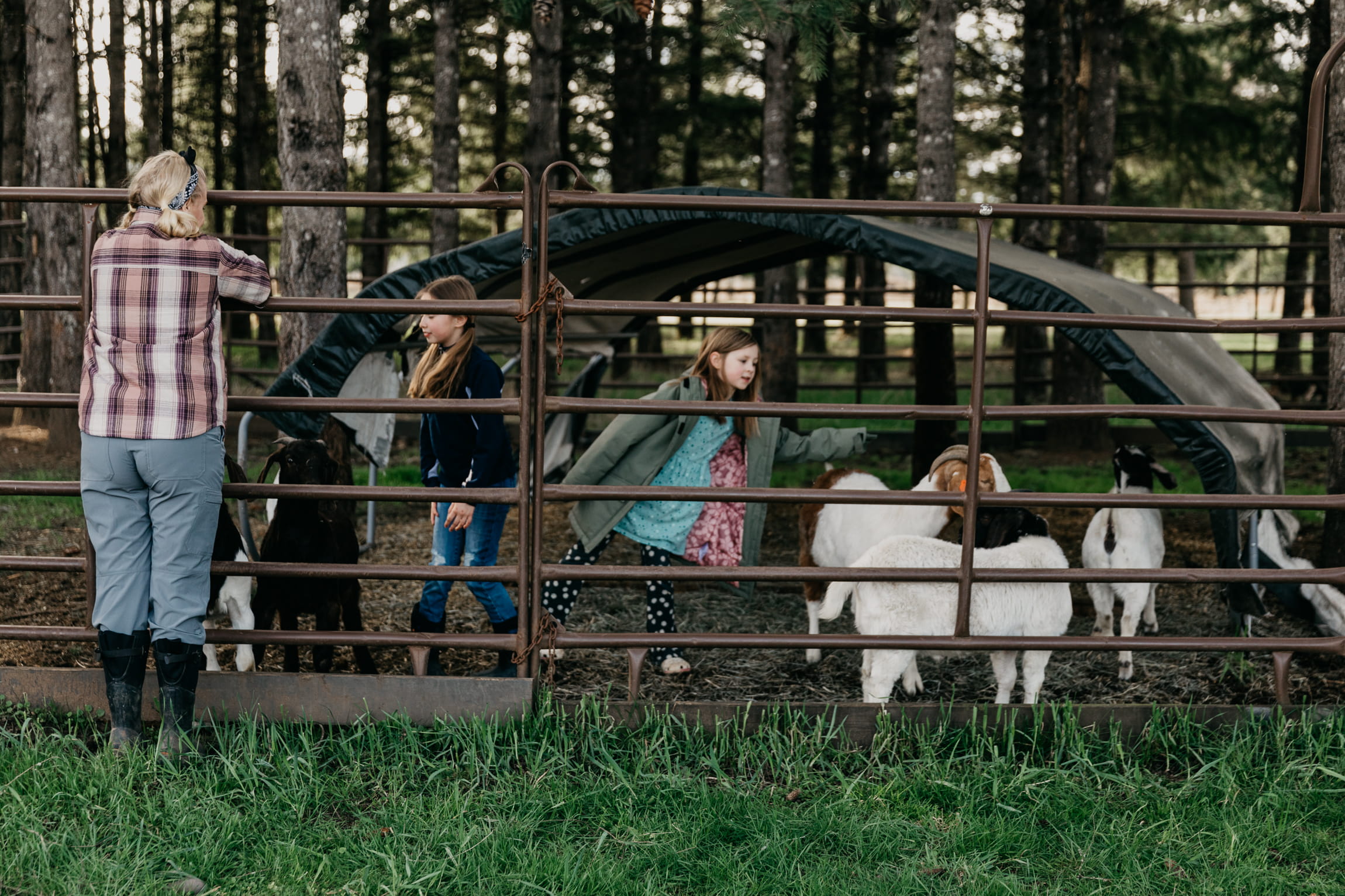 Children playing outside with goats